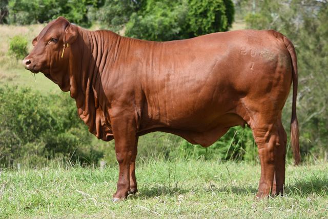 Bryvonlea Silverstone